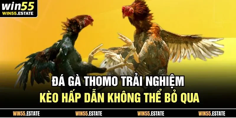 Đá gà thomo không những là một hình thức
